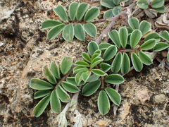 Tephrosia obovata
