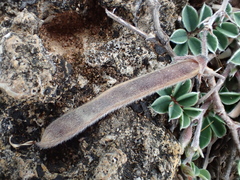 Tephrosia obovata