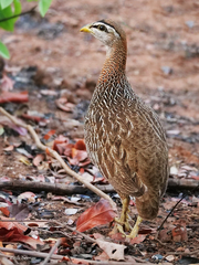 Pternistis bicalcaratus