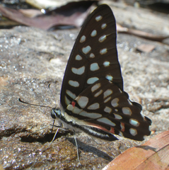 Graphium arycles