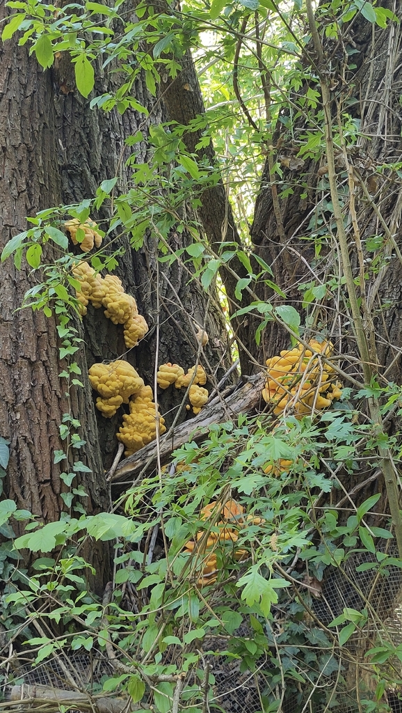 Laetiporus sulphureus · April 2026 · photo: © fabian_graubereich (iNaturalist, cc0)
