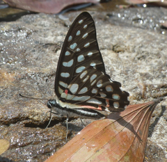 Graphium arycles