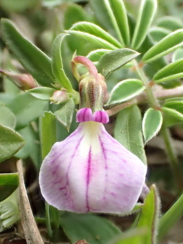 Spade Flower (Pigea enneasperma)