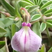 Pigea enneasperma - Photo Ningún derecho reservado, subido por 葉子