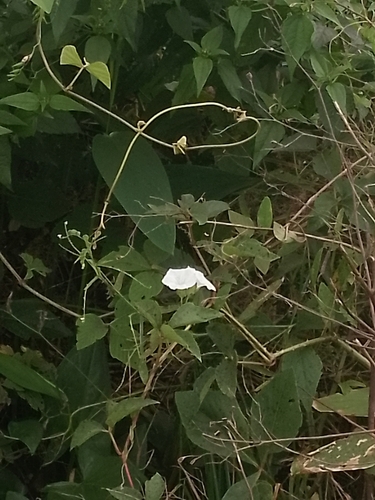 Aniseia martinicensis observed 2026-04-27