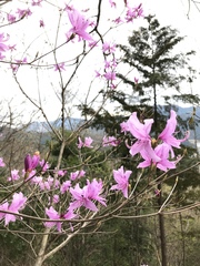 Rhododendron dilatatum dilatatum