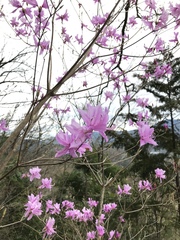 Rhododendron dilatatum dilatatum