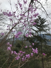 Rhododendron dilatatum dilatatum