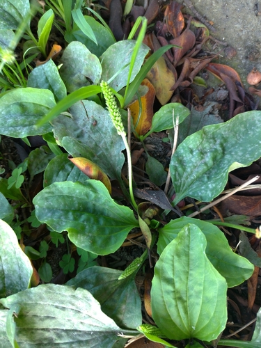 Plantago asiatica iNat (1)