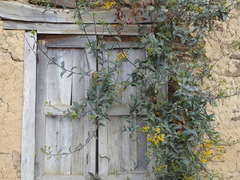 Dendrophorbium usgorense