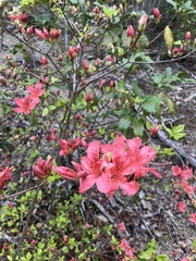 Rhododendron kaempferi