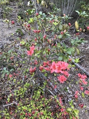 Rhododendron kaempferi