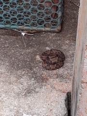 Bothrops marmoratus