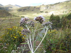 Cronquistianthus lavandulifolius