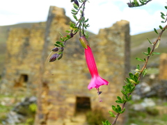 Cantua buxifolia