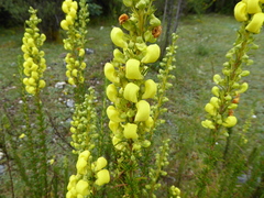 Calceolaria linearis