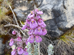 Calceolaria weberbaueriana