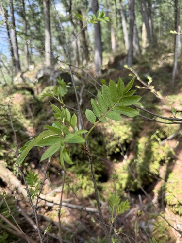 Northern mountain-ash