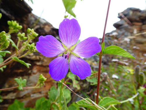 Geranium matucanense