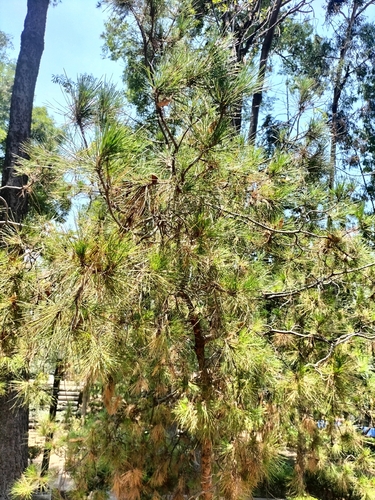 Pinus teocote, 2026-04-26