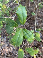 Ilex opaca opaca