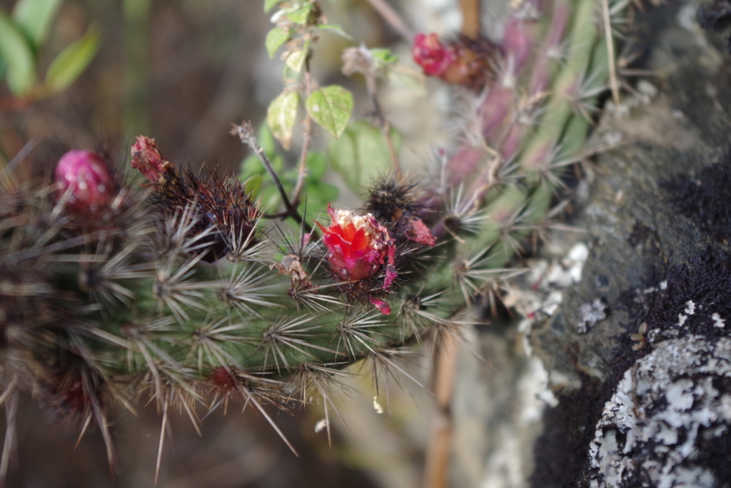 Corryocactus squarrosus