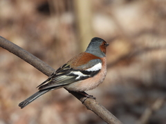 Fringilla coelebs