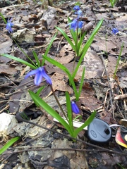 Scilla siberica