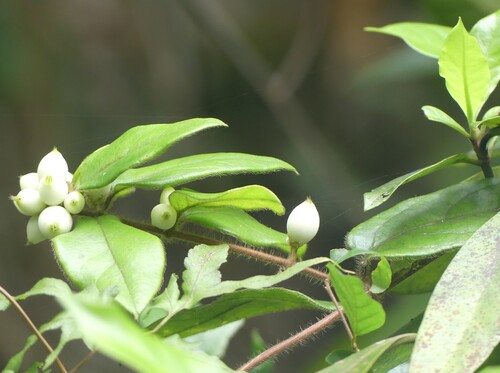 Lonicera macrantha observed 2026-04-27