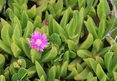 Carpobrotus dimidiatus