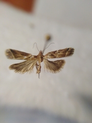 Nyctegretis lineana