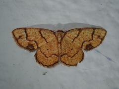 Nematocampa