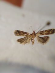 Nyctegretis lineana