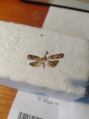 Nyctegretis lineana