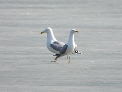 Larus argentatus