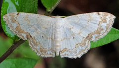 Scopula propinquaria