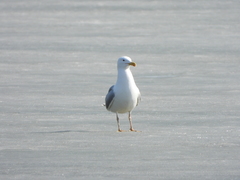 Larus argentatus