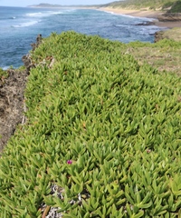Carpobrotus dimidiatus