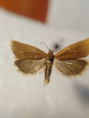 Celypha rufana