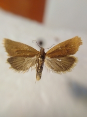 Celypha rufana