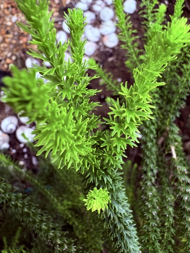 Euryops virgineus, photograph 6