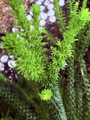 Euryops virgineus, photograph (c) Christina, some rights reserved (CC BY)