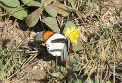 Colotis euippe