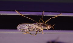 Boreothrinax maculipennis