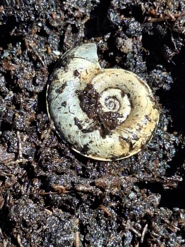 Planorbis carinatus observed 2026-04-26