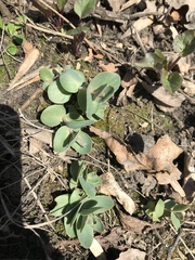 Hylotelephium maximum ruprechtii