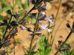 Salvia triangularis