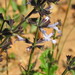 Salvia triangularis - Photo (c) Roland Morisse, μερικά δικαιώματα διατηρούνται (CC BY-NC), uploaded by Roland Morisse