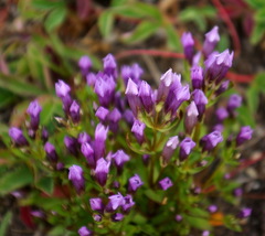 Gentianella propinqua propinqua