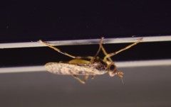 Boreothrinax maculipennis